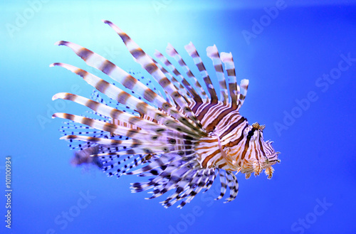 Beautiful zebra fish or striped lionfish in the aquarium