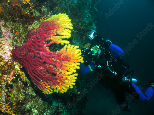 Underwater photographer is taking picture of a coral