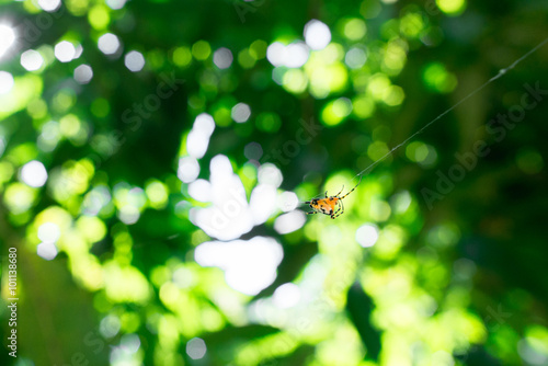 Thailand orange spider