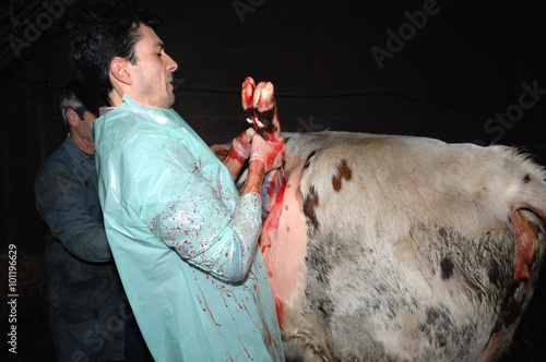 La césarienne chez la vache est une opération chirurgicale qui consiste à faire naitre le veau autrement que par le passage des voies naturelles de la mère.