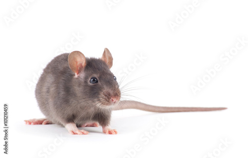  rat