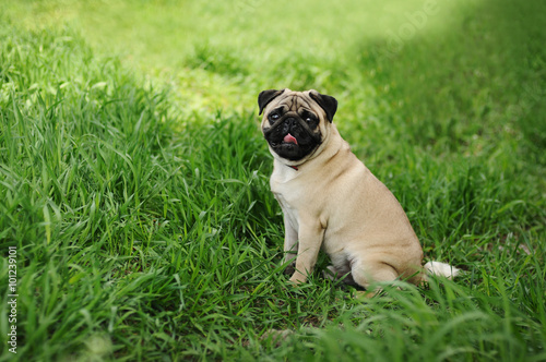 A pug sitting on the green grass