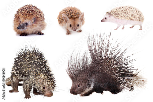 Porcupines and hedgehogs set on white