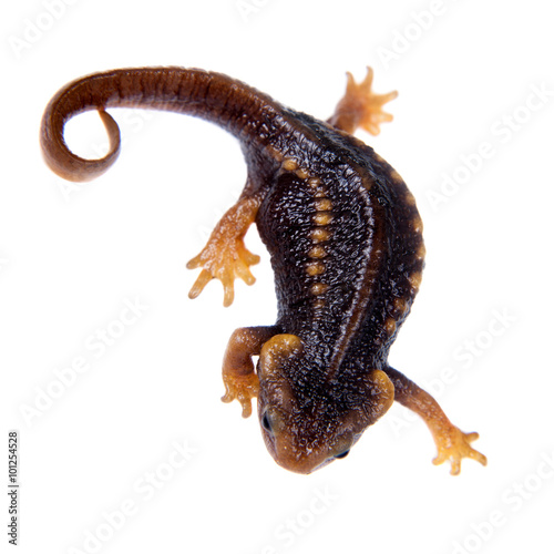 Himalayan newt isolated on white
