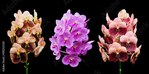 Collection of orchid flower isolated on black
