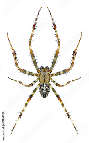 Spider Araneus diadematus (male)