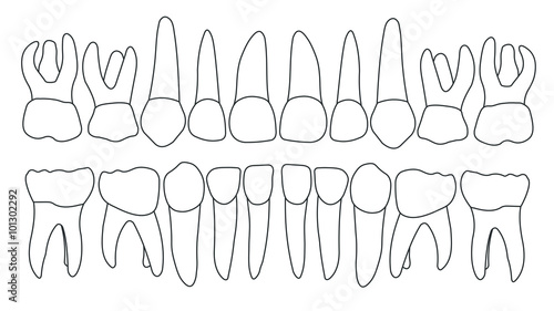 Vector primary teeth front