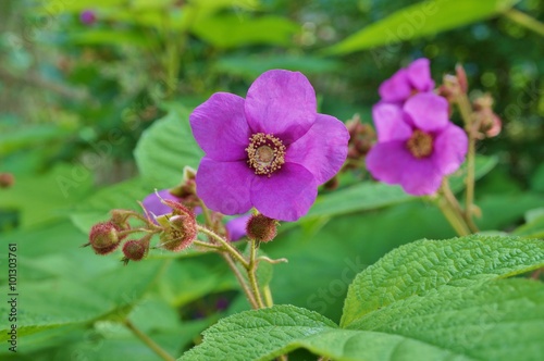Pink flower and fruit of the purple flowering raspberry Rubus Odoratus