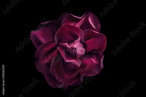Dark red rose with water drop on the black background top view