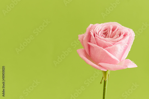 Single pink rose with water drops on green background - series of pink flowers