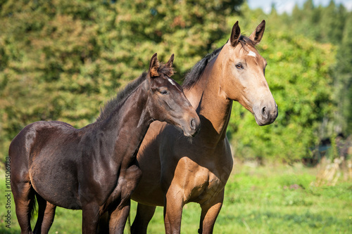 Beautiful mare with a foal in summer