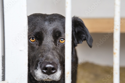 dog at the shelter.