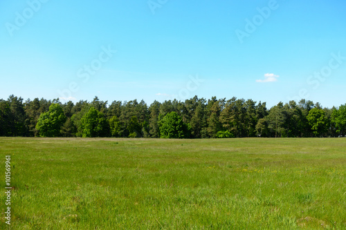 Summer Fields