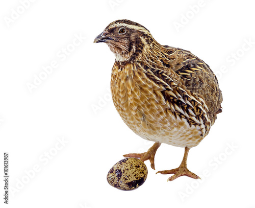 Adult domesticated quail with egg isolated on white background 