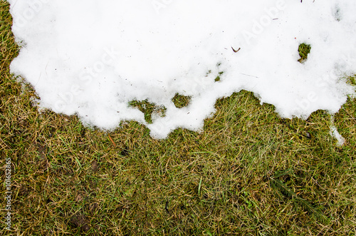 grass in snow. heated in winter snow grass from under the snow with a blank area for copy space as a symbol 