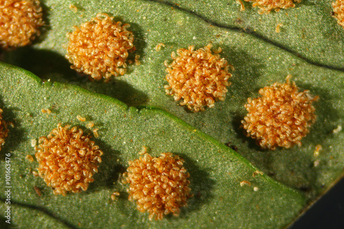 Macro photo of sori on a leaf of the rock polypody fern, Polypodium virginianum.