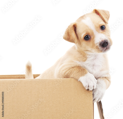 Brown puppy in a box.