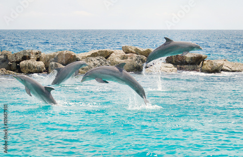 Jumping dolphins in the blue sea