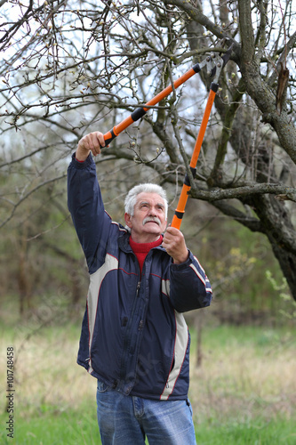 Agriculture, pruning in orchard, senior man working