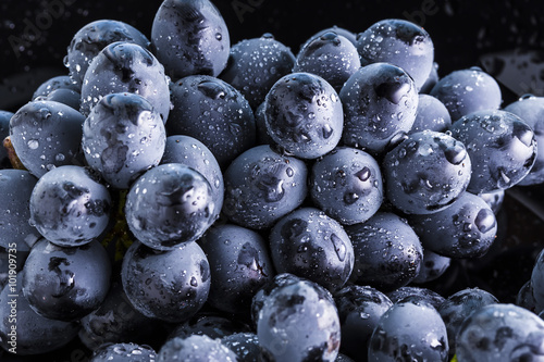 Ripe bunch of blue grapes with shining water drops