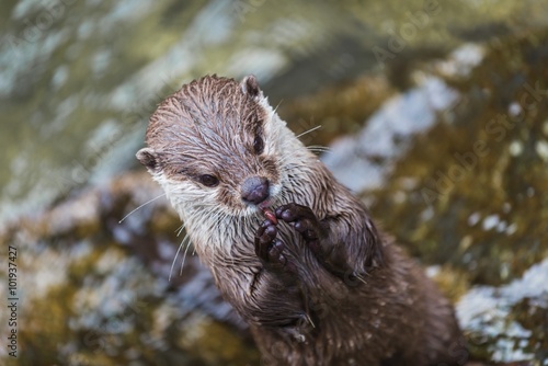 portrait of an otter