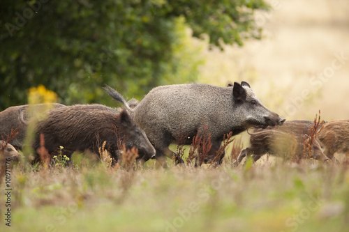 chasse sanglier mammifère cochon sauvage battue chasseur animal