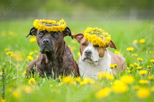 Two american staffordshire terrier dogs with a wreaths of flowers on their heads