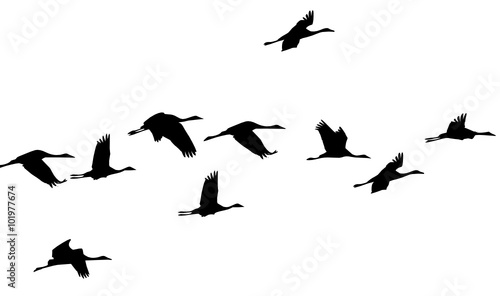 flock of cranes 