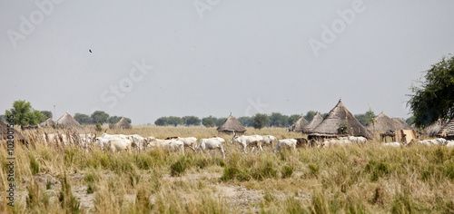 cattle and village in South Sudan