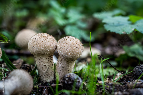 Closeup of small mushrooms