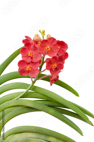 Hybrids vanda orchid isolated on white background