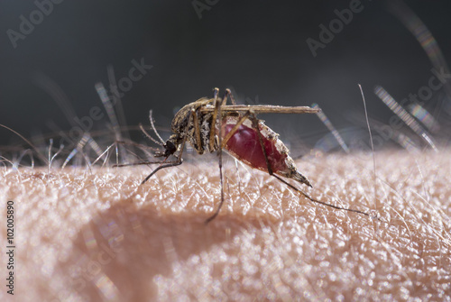 Mosquito chupa sangre