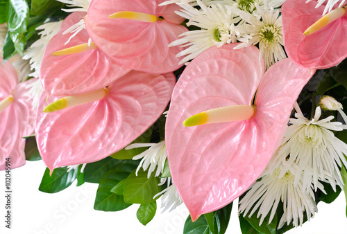 Pink anthurium flower (Flamingo flowers) decoration