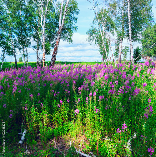 Fireweed blooming in a forest glade among birches.