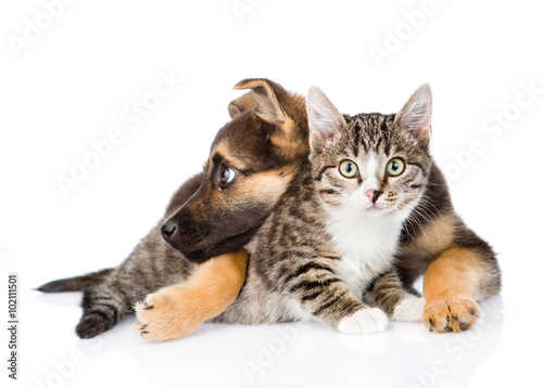 crossbreed dog hugging tabby cat. isolated on white background