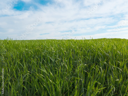 View on green field