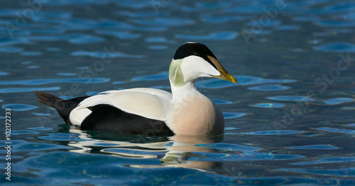 Common eider swimming