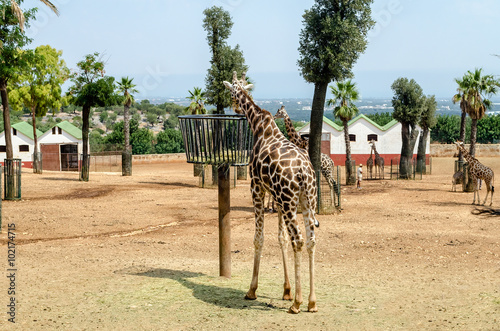 Giraffes eating dried hay at the zoo