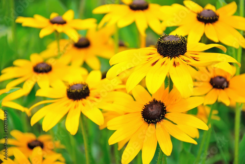 Yellow rudbeckia flower