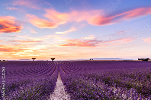 Lavender field summer sunset landscape in Provence