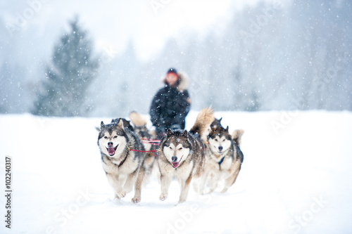 Huskys in Sibratsgfäll, Österreich