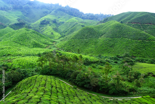 Tea Plantation Landscape