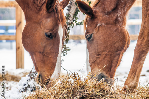 Friendship - two horses eating dry grass in the snow.