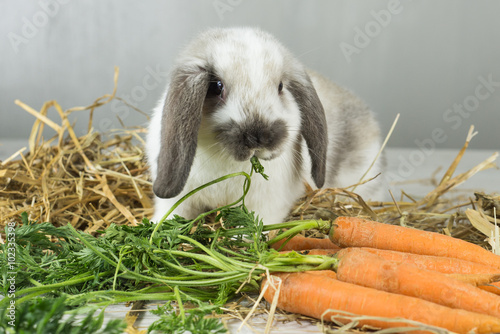 coniglio nano ariete mangia foglie carota