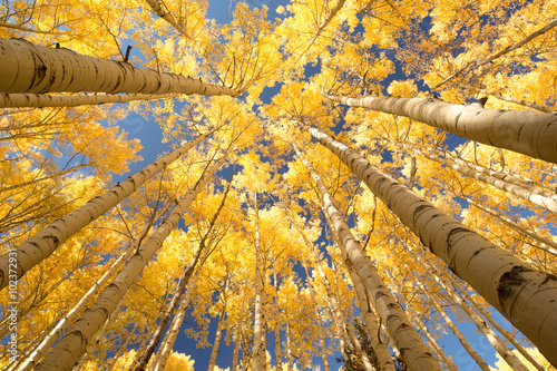 aspen forest