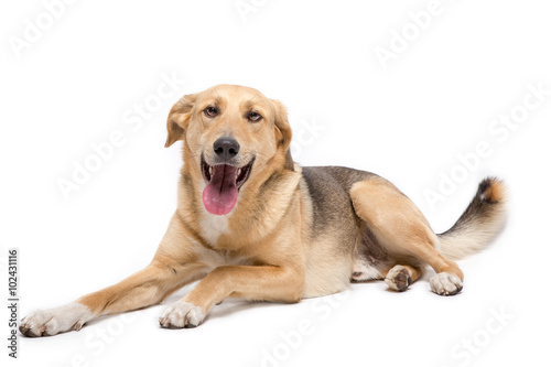 Cane meticcio su sfondo bianco