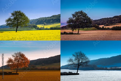 Baum in vier Jahreszeiten, Collage