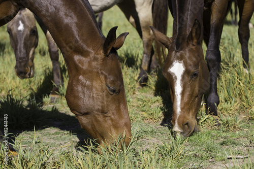 Caballos, equinos