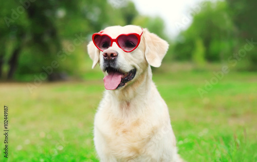 Golden Retriever dog in sunglasses on grass in summer day