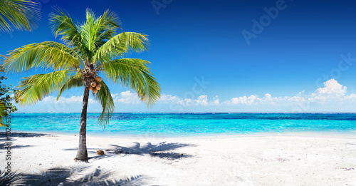 Scenic Coral Beach With Palm Tree 